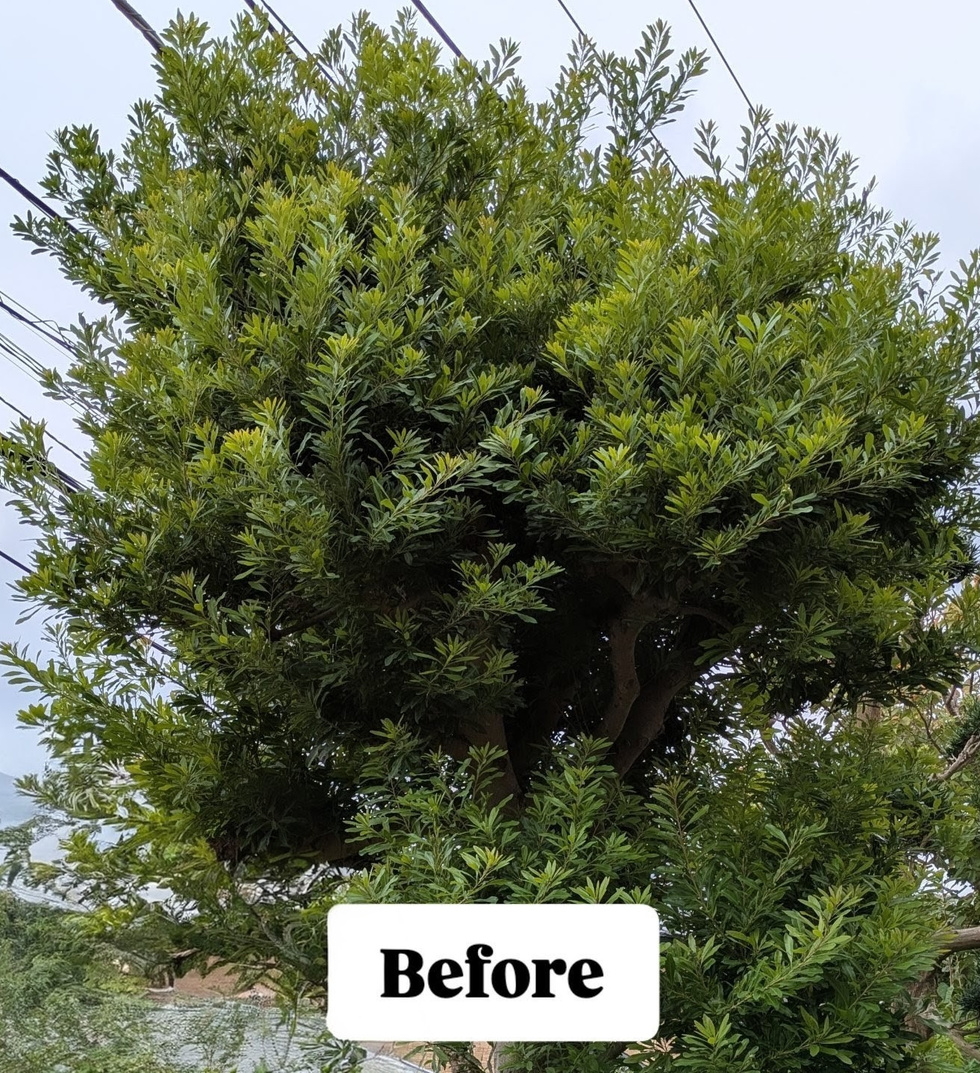 鎌倉市での剪定作業 剪定前写真