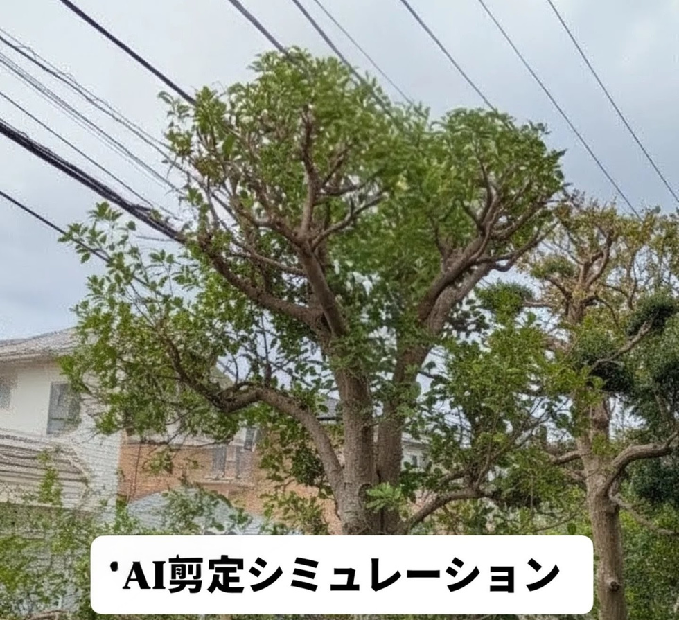 鎌倉市での剪定作業 剪定後イメージ画