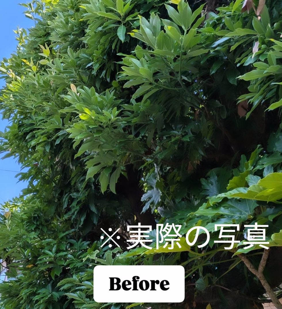 藤沢市本町の剪定前写真